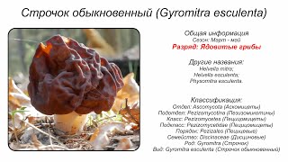 Строчок обыкновенный Gyromitra esculenta [upl. by Jude]