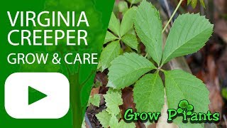 Virginia creeper  grow amp care Parthenocissus quinquefolia [upl. by Ocirrej]