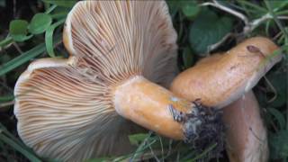 Lactarius deterrimus  Conoscere i funghi 25102016 [upl. by Dumm]