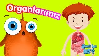 İç Organlarımız  Okul Öncesi Eğitici Animasyon  Anne Bu Ne [upl. by Shaffert739]