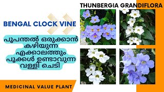 BENGAL CLOCK VINE PLANTThunbergia grandiflora plant informationപൂപന്തൽ ഒരുക്കാൻ കഴിയുന്ന ചെടി [upl. by Trotta]