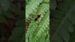 Woolly bear caterpillar [upl. by Siduhey]