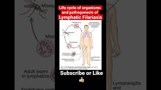 Life cycle of Organisms and pathogenesis of Lymphatic Filariasis [upl. by Llehsor704]