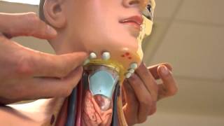 Clinical Examination  Head and Neck Lymph nodes [upl. by Rama]