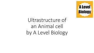 Ultrastructure of an Animal Cell  A Level Biology [upl. by Esirrehc]