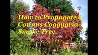 How to Propagate a Cotinus Coggygria Smoke Tree [upl. by Ruiz803]