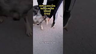 Çaresiz Köpeğin Yardım İstediği Anlar Kalbimizi Isıttı [upl. by Adil]