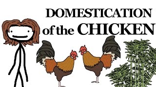 Why the Chicken Got Domesticated [upl. by Tesil]