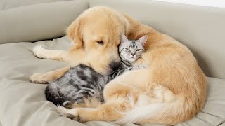 From Kitten To Mom Unbreakable Friendship With Golden Retriever [upl. by Rise]