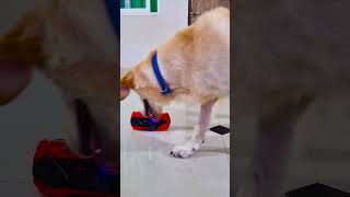 मेरा डॉगी क्यों रोने लगा😭 funnydogs shorts [upl. by Rapsag570]