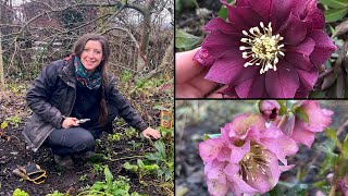 Hellebore Winter Care  Quick Tips  Homegrown Garden [upl. by Ynnig]