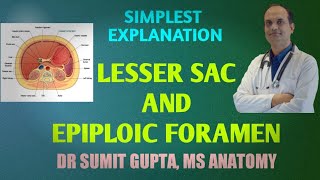 PERITONEUM Part 3 LESSER SAC amp EPIPLOIC FORAMEN [upl. by Ilahtan]