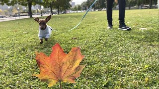 Mini dachshund enjoys a fall day [upl. by Terryn]