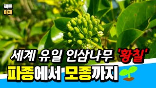 세계유일 인삼나무 황칠 파종에서 모종까지 [upl. by Valdemar]