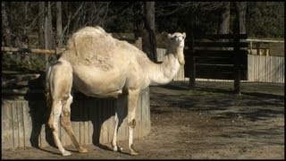 Dromedary Camel Camelus dromedarius [upl. by Aulea983]