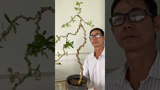 The most basic way to create flying shapes for bonsai trees bonsaitips bonsaitree bonsaiideas [upl. by Peatroy774]