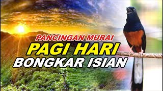 🔴 LIVE 366  pancingan PAGI HARI 100 BISA bikin MURAI BATU GACOR bongkar isian Cililin gacor [upl. by Llemmart342]