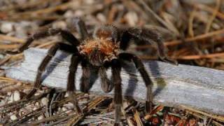 Spiders  National Park Animals for Kids [upl. by Phelgen]