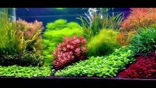 Dutch Aquascape  AGA2021 World rank no 2 [upl. by Naveb]