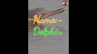 National Aquatic Animal of India The Ganges river dolphin Scientific Name Platanista gangetica [upl. by Adnawt657]