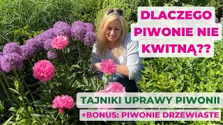 Dlaczego piwonie nie kwitną Oto7 powodów Jak uprawiać piwonie oraz bonus piwonie drzewiaste [upl. by Ayhay327]