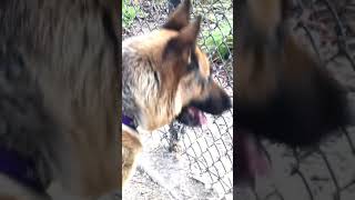 German Shepherd vs Coyote [upl. by Mattheus]