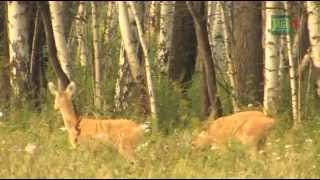 Jagd auf Sibirische Rehböcke in Kurgan [upl. by Sola]