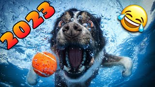 🤣 los Mejores Videos de Animales Graciosos del 2023 😹🐶 Videos de Perros y Gatos Chistosos NUEVOS [upl. by Rodrigo331]