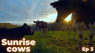 Sunrise with Cows  Episode 3 [upl. by Ayikin]