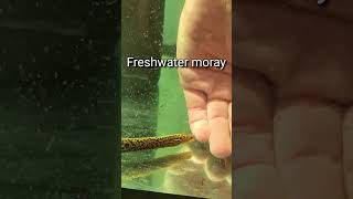 Gymnothorax polyuranodon aka freshwater moray [upl. by Esorbma928]