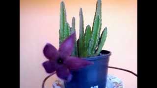 stapelia hirsuta [upl. by Millham483]