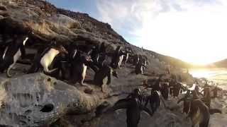 Caídas de Pingüinos Graciosas en National Geographic Channel [upl. by Radnaxela]