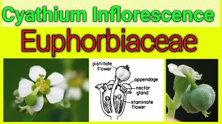 Cyathium Inflorescence of Euphorbiaceae [upl. by Atem971]