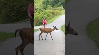 A doe and her two fawns cross the path  Horizons視野  deer  wildlife  animals [upl. by Mapel550]