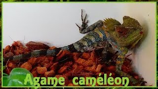 Gonocephalus chamaeleontinus  Laurenti 1768  Agamidae  Agame caméléon  102017 [upl. by Yedoc598]