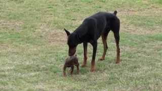 Doberman Puppy Meets The Big One [upl. by Mitzi967]