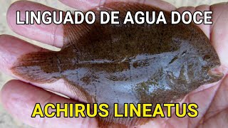 LINGUADO DE AGUA DOCE ACHIRUS LINEATUS [upl. by Aip]