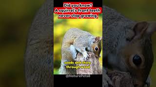 NeverEnding Nibblers  Why Squirrels Need Continuously Growing Teeth shorts facts [upl. by Vivien]