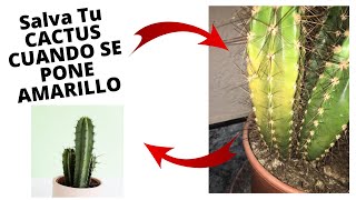 COMO SALVAR UN CACTUS AMARILLO [upl. by Gewirtz]