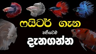 Betta fish types  ෆයිටර් මසුන් නිවැරදිව හඳුනා ගනිමු [upl. by Everara]