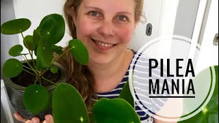 🌱🌿☘️ De Pilea peperomioides Pannenkoekenplant stekken 🌱🌿☘️ [upl. by Marian415]