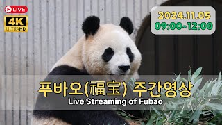 타이어 그네를 선물받은 푸바오의 오전을 4K로 편집없이 만나 보세요Fubao 4K Highlights Video [upl. by Kcirdet497]