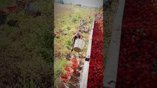 Increíble habilidad ¡Mira cómo este trabajador lanza canastos de tomates [upl. by Ettennig]