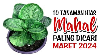 10 Tanaman Hias Mahal Paling Dicari di Bulan Maret 2024 [upl. by Oiratno]