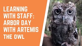 Arbor Day with Daggerwing Nature Center Artemis the Owl [upl. by Lipson558]