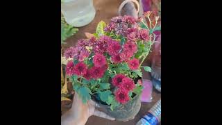 Plants Shopping In Trichy😍😍trichy plantsbuying gardening shorts viralvideo plantgrowth [upl. by Oiliduab]