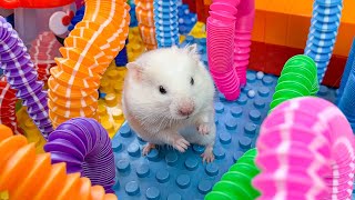 Hamster Escape Monster Maze  Cute Hamster pets Maze hamsterescape mazediytraps mrhammer 6 [upl. by Assylem]