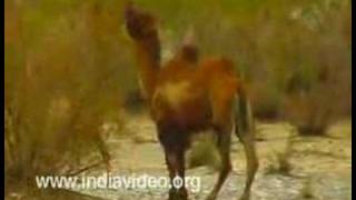 Bactrian Camel Nubra Valley Jammu Kashmir India [upl. by Leamaj]