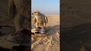 white saker falcon birds falconery falconry eagle babybirds falconer birdslover falconrylife [upl. by Idnas]