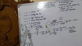 IMViC test general microbiology [upl. by Herod]